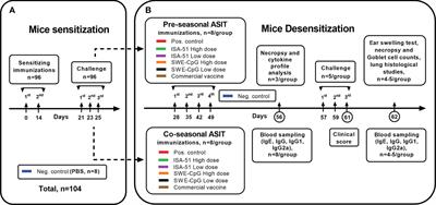 A recombinant Artemisia vulgaris pollen adjuvanted Art v 1 protein-based vaccine treats allergic rhinitis and bronchial asthma using pre- and co-seasonal ultrashort immunotherapy regimens in sensitized mice